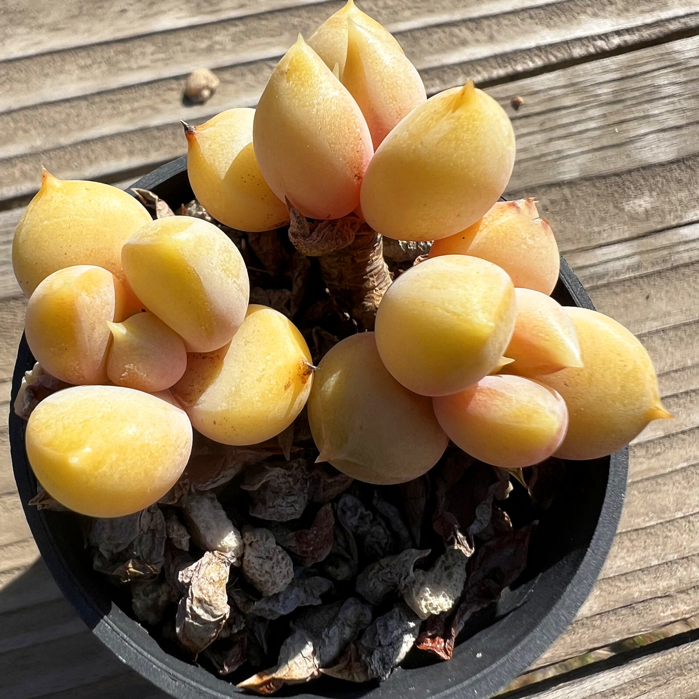 红象牙老桩 多肉植物 肉肉植物 室内阳台绿植盆栽花卉 陌上花 - 实物图
