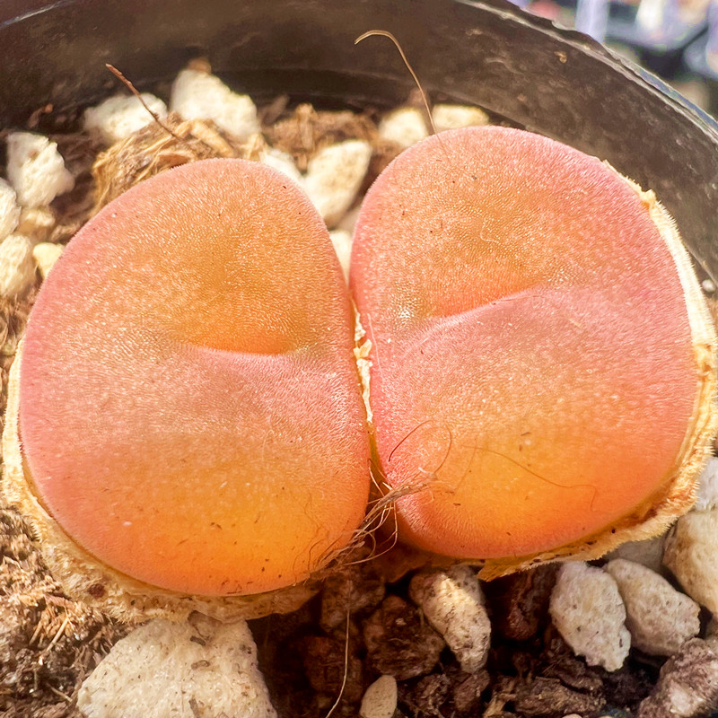 空卡佛肉锥花 生石花 多肉植物 肉肉植物 萌肉肉盆栽花卉 陌上花