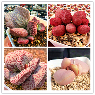 精品水泡多肉植物红蛋大鱼海棠海豹猪肝花蛋紫蛋巨猪宝夏娃陌上花