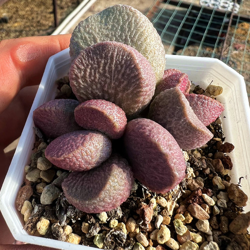 月熙水泡粉佳人多肉植物陌上花