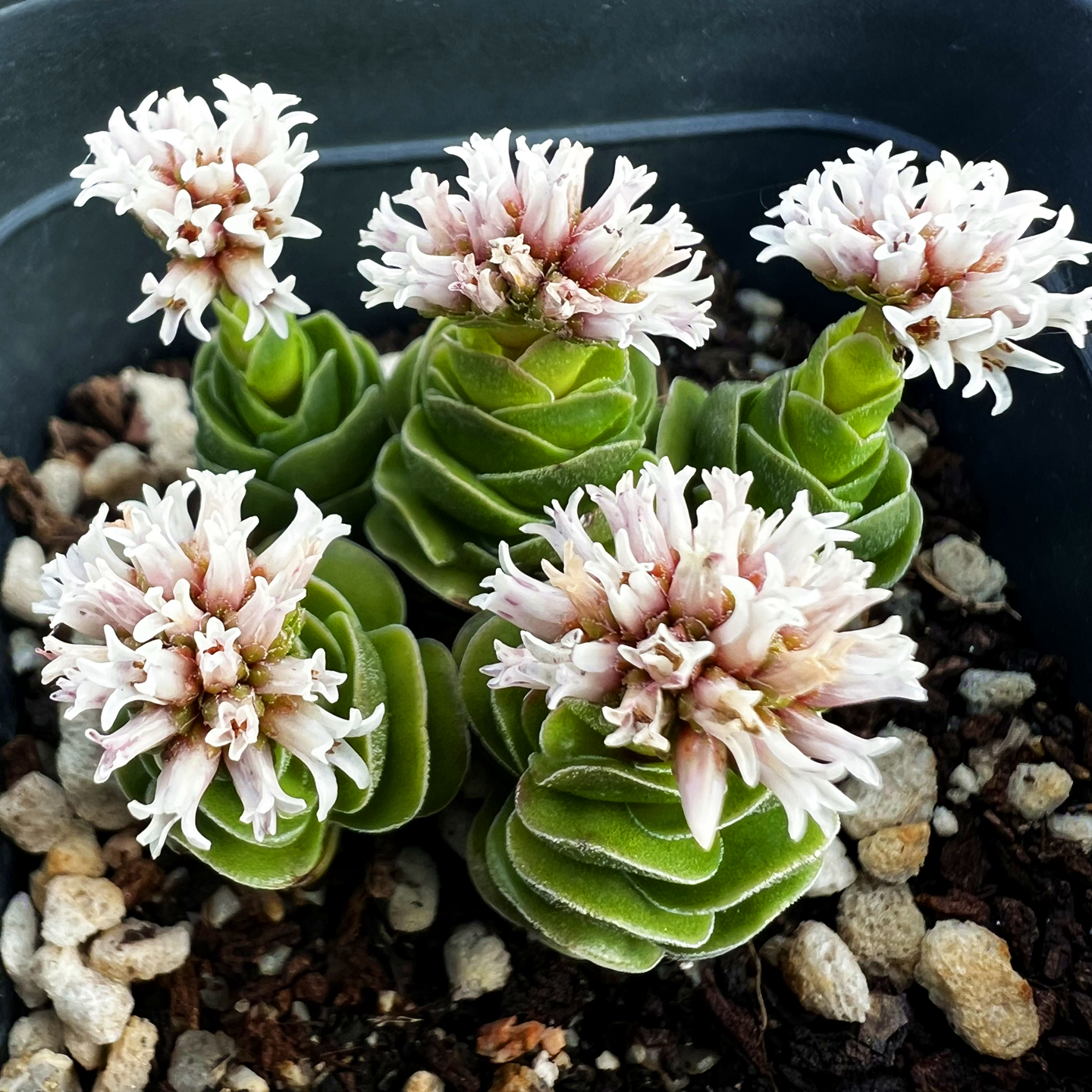 花椿 多肉植物 青锁龙肉肉植物 室内阳台绿植盆栽花卉 陌上花