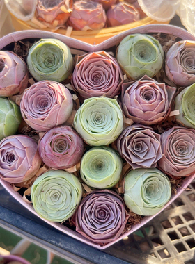 山地玫瑰组合套餐多肉植物水蜜桃耶罗粉玫瑰酒杯帕尔马鸡蛋陌上花