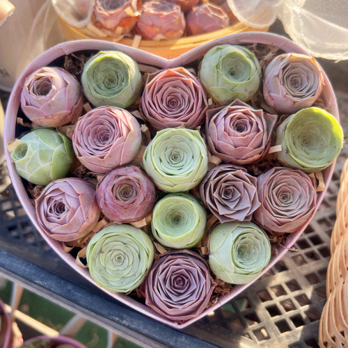 水蜜桃山地玫瑰多肉植物陌上花