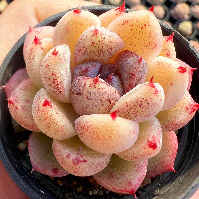 赤水晶 多肉植物 肉肉植物 室内阳台绿植盆栽花卉 陌上花