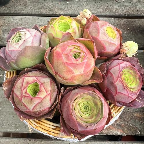 粉色山地玫瑰帕尔马多肉植物