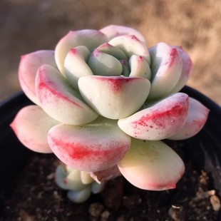 萌肉肉组合盆栽室内阳台花卉 肉肉植物 陌上花 多肉植物 香草老桩