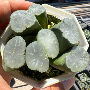 盐湖城万象 白瓷 玉露十二卷 多肉植物 室内阳台绿植花卉 陌上花