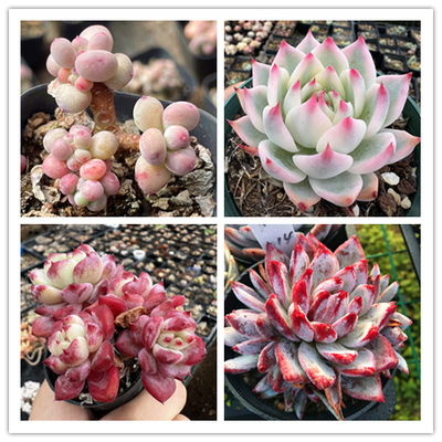 精品景天多肉植物一物一拍 吉娃娃锦冰玉橙梦露老桩群生 陌上花