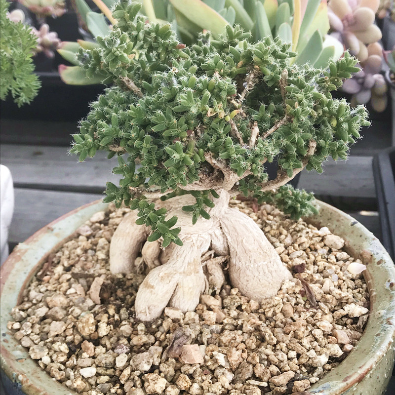 姬红小松老桩 块根多肉植物 肉肉植物 室内阳台花卉 陌上花