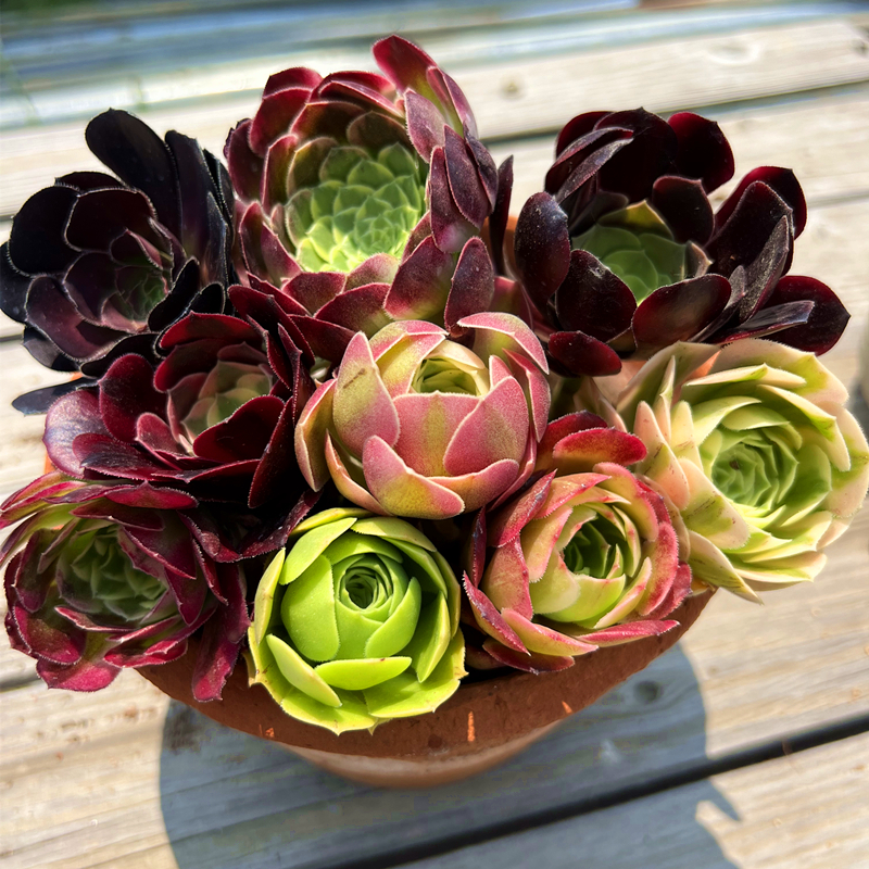 法师多肉套餐 多肉植物 美杜莎粉女巫迈巴赫红覆轮欧嘉丽 陌上花