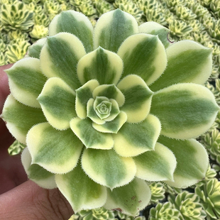 室内阳台绿植盆栽花卉 肉肉植物 陌上花 多肉植物 迈巴赫法师锦