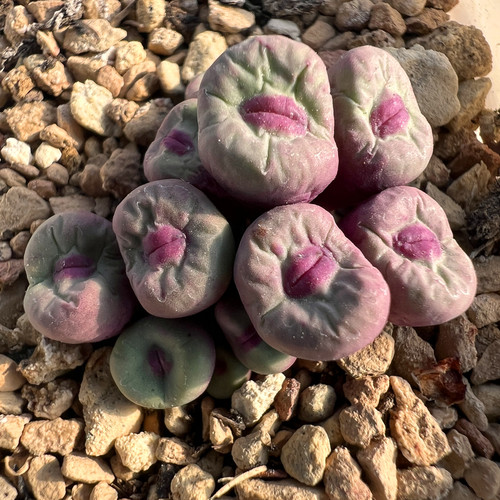 小红嘴肉锥花多肉植物陌上花
