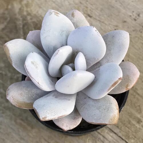 雪莲 多肉植物 肉肉植物 室内阳台绿植盆栽花卉 陌上花