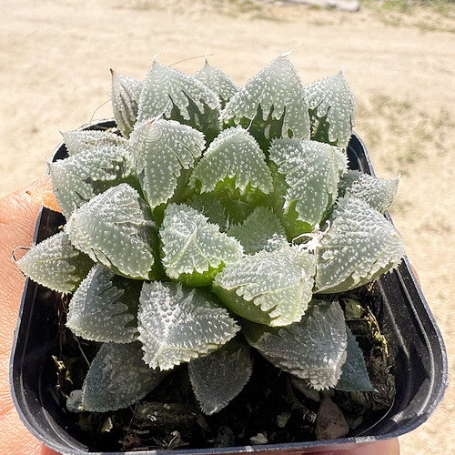 白帝城玉露 十二卷多肉植物 肉肉植物室内阳台绿植盆栽花卉陌上花