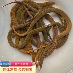 野外生长稻田黄鳝新鲜水产鳝丝盘鳝农家生态虾稻田食用长鱼鲜活