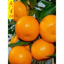 湖南石门柑橘蜜桔橘子桔子早熟橘子新鲜孕妇水果包邮产地直发