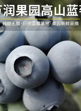L25花香蓝莓新鲜果园现摘大果蓝莓脆甜多汁孕妇小孩放心吃