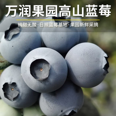 花香蓝莓新鲜果园现摘新鲜大果