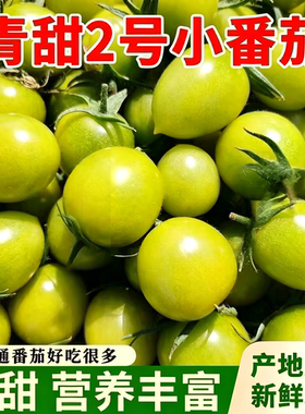 青甜二号小番茄自家果园现摘现发