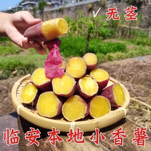 阿文家临安小香薯临安本地种植