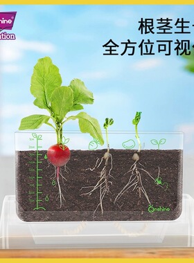 Onshine阳光房种植儿童科学小实验套装种菜植物生长观察盒教玩具