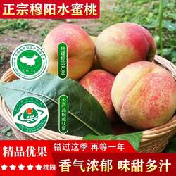 福安穆阳水蜜桃子闽东特产孕妇水果特产10斤现摘农家果园福建包邮
