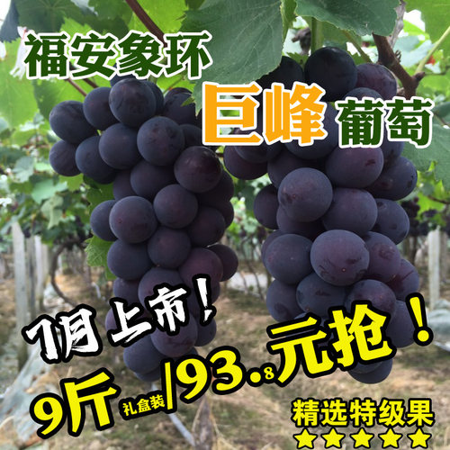 （7月12-15号发货）福安葡萄象环巨峰葡萄新鲜孕妇当季水果特产