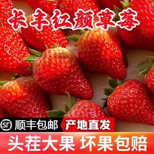 安徽长丰草莓红颜奶油草莓新鲜现摘孕妇九九牛奶草莓水果礼盒顺丰