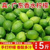 正宗广东香水柠檬新鲜青柠檬一级无籽爆香型山地果现摘奶茶店同款