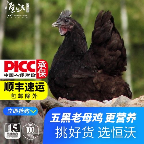 深山放养五黑鸡监控包邮竹林