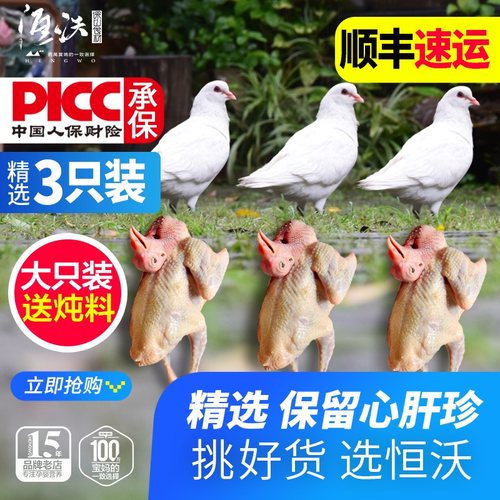 新鲜鸽子精选放养食粮乳鸽