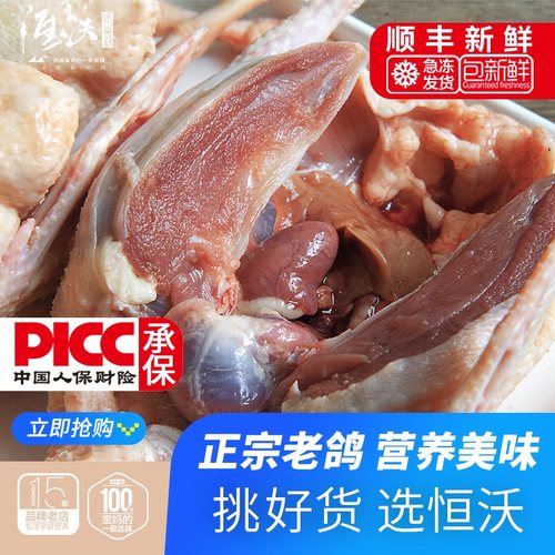 多年老鸽2只散养新鲜现货包邮