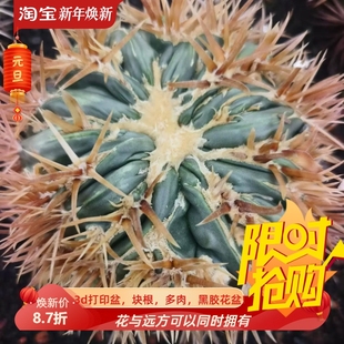 凌波刺缀，已发根仙人球落地株植物潮流多肉一物一拍1/27