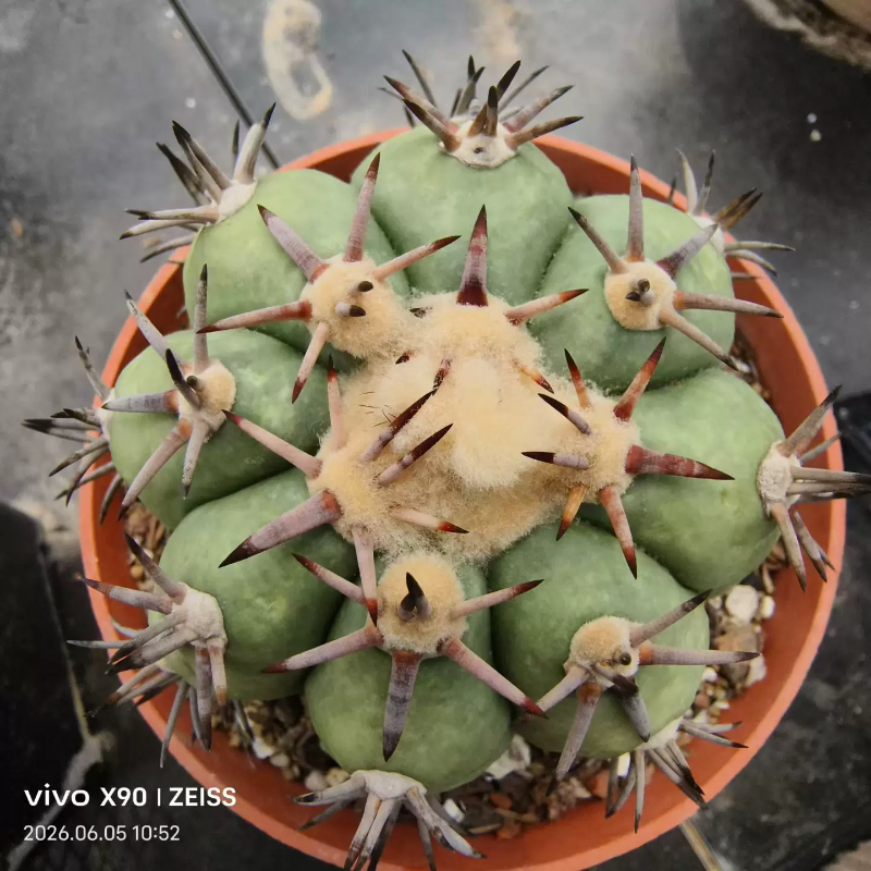 短豪刺平丸,自根株,仙人球植物潮流懒人沙生带盆发一物一拍5/30