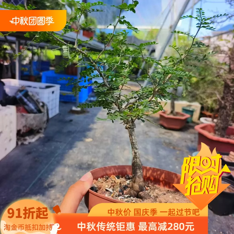 实生象足漆树块根植物潮流懒人沙生桌面室内盆栽多肉一物一拍8/23