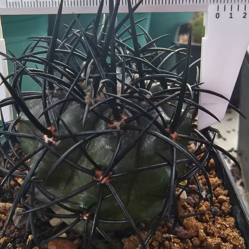 碳黑刺杜拉丸自根株仙人球 植物室内盆栽多肉一物一拍包邮8/28