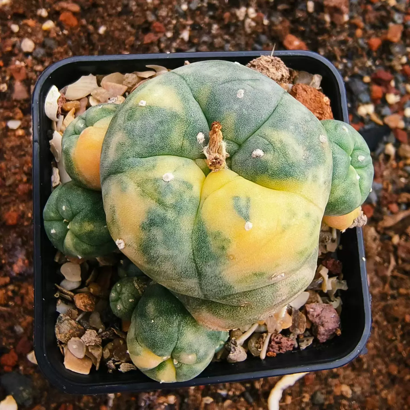 子吹雾锦,群生散斑锦大萝卜根沙生桌面植物带盆发一物一拍6/14