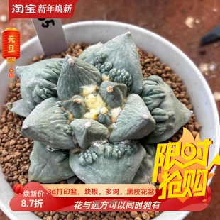 泰系实生怒涛/s85潮流仙人球稀有室内盆栽一物一拍多肉包邮9/10