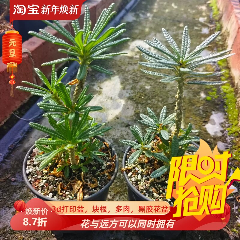 泡泡叶巨硫桑扦插株,懒人沙生块根室内盆栽多肉一物一拍包邮9/27