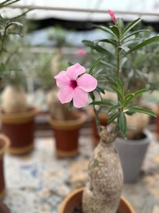 史瓦济兰沙漠玫瑰直径10.5高25懒人块根植物一物一拍多肉11