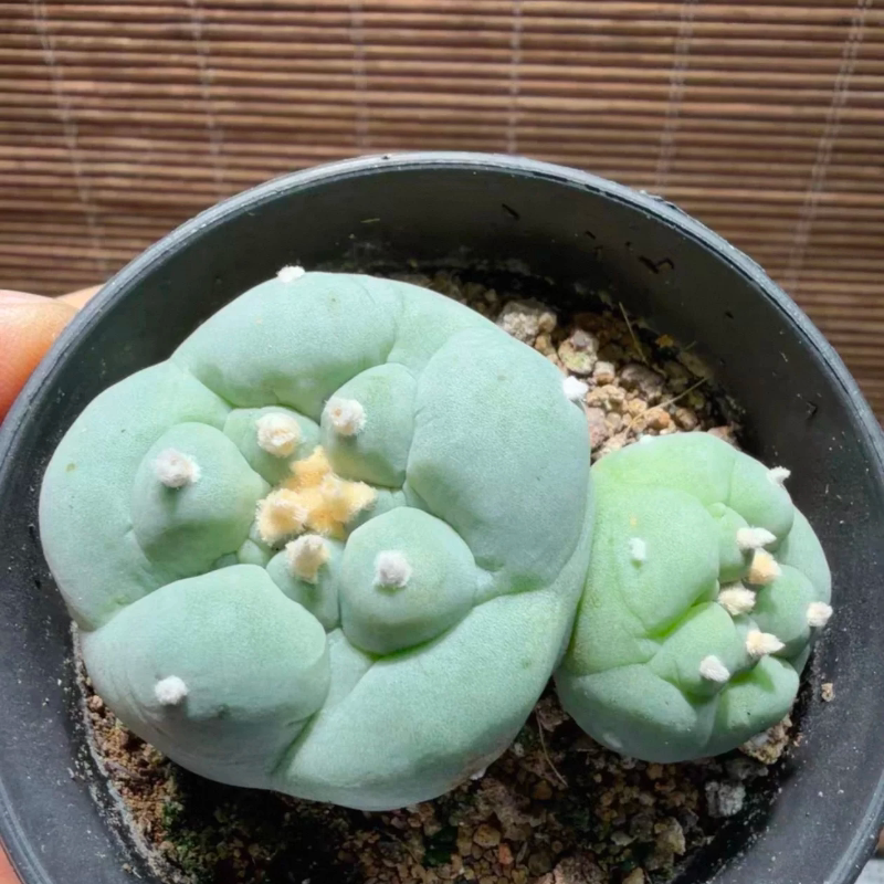 侧芽自根草球泰系黑肌大疣6.3C仙人球潮流沙生带盆发一物一拍5/22