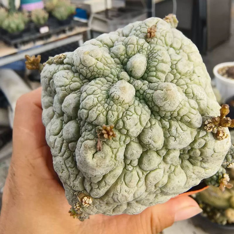 肌肉感十足泰系四方凝蹄玉萝藦科块根一物一拍沙生多肉包邮7/31