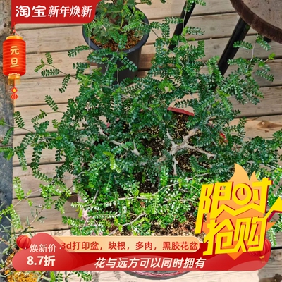 枝繁叶茂  象足漆树盆口应该是40cm块根植物一物一拍室内盆栽6/25
