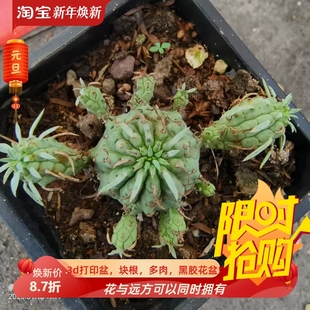 籽播实生群星冠特惠出块根植物大戟科多肉一物一拍多肉包邮9/15