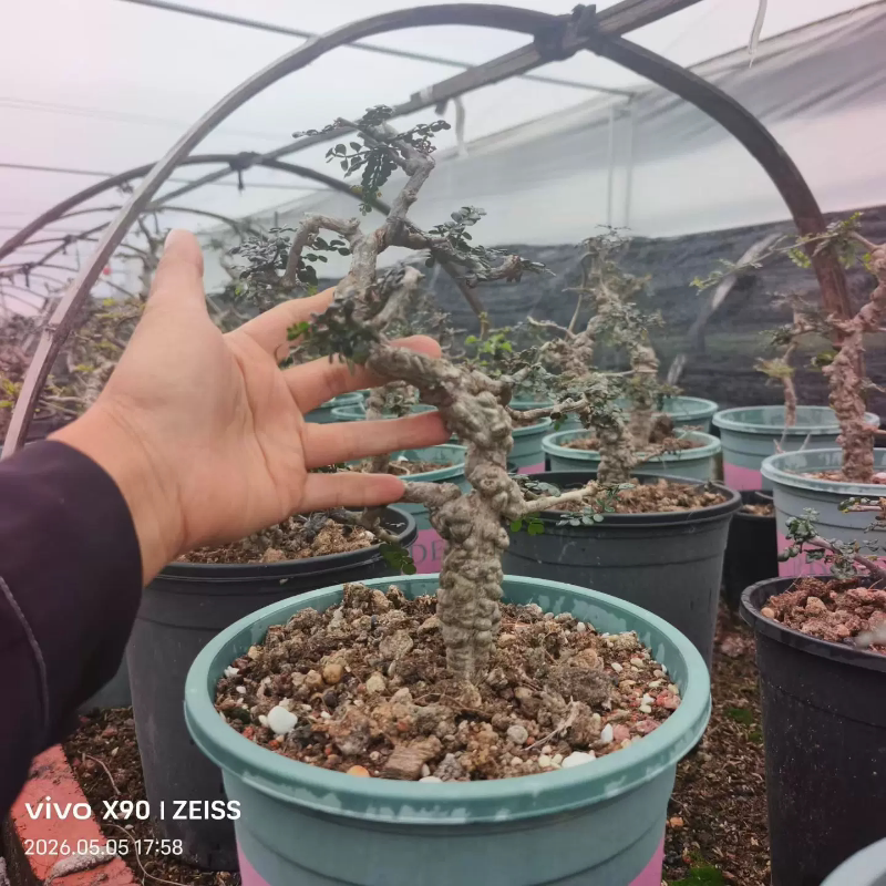 实生列加漆树，控养造型株稀有懒人多肉带盆发一物一拍5/6