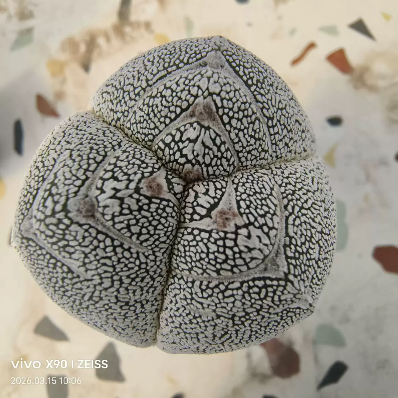 姬精巧丸缀化,自根多年仙人球带盆发货稀有沙生绿植一物一拍3/15