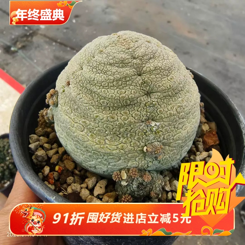 巨大凝蹄玉圆溜溜萝藦科块根植物大戟科多肉一物一拍多肉包邮9/15