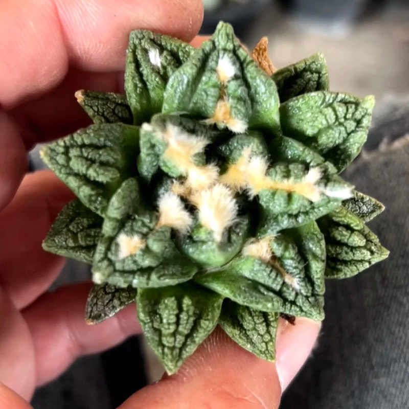 实生辛顿/77岩牡丹属仙人球潮流懒人室内盆栽一物一拍多肉4/6