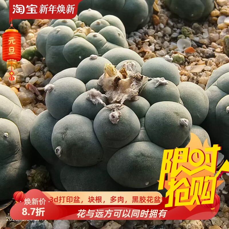 黑肌大奶脆5.6cm左右侧芽都长得差不多择优发仙人球多肉包邮12/5