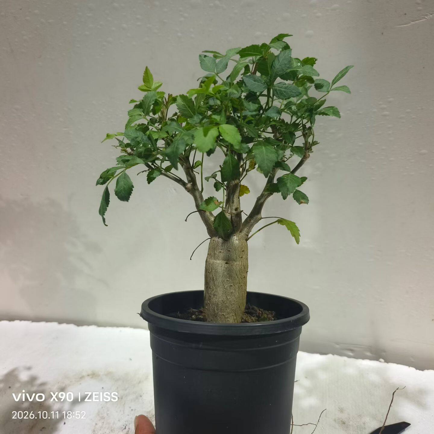实生芳香橄榄肚子肥嘟嘟，青橄榄的香 懒人绿植一物一拍包邮10/11